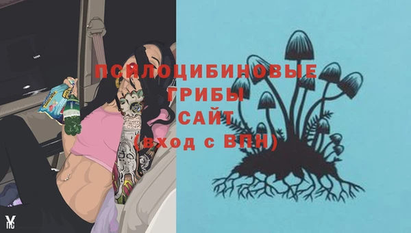 шишки Арсеньев